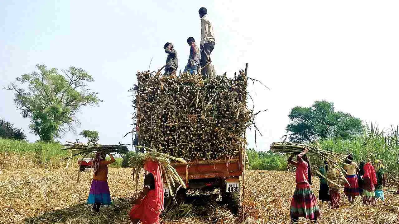 पंजाब सरकार ने गन्ना किसानों के लिए नई दरें घोषित कीं